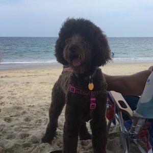 Meet your Posher, Brittany